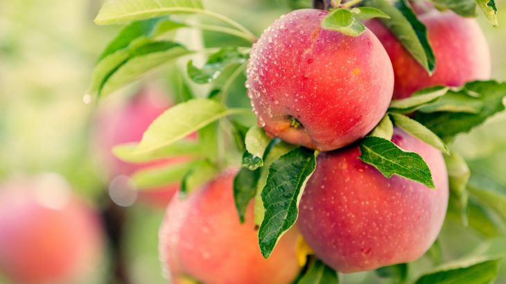 Apples Most Popular Fruits – Impressive Health Benefits!
