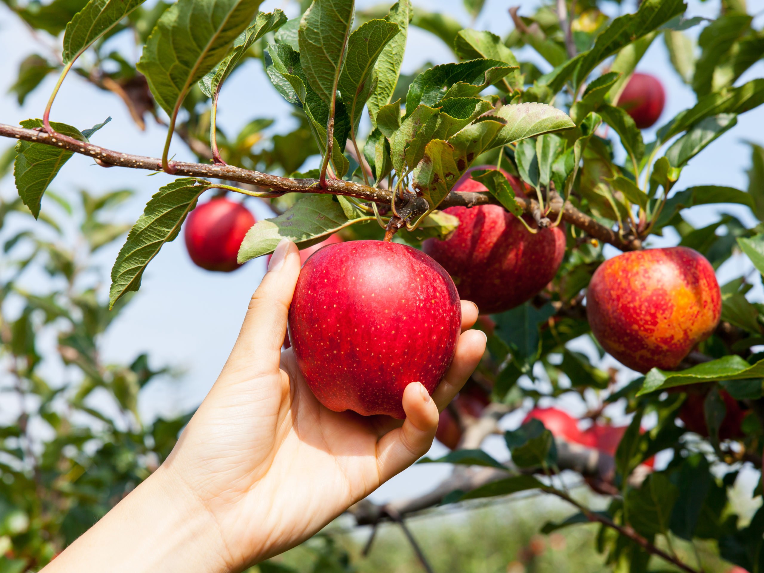 Apples Fruits & Juice – Good for Your Heart! Read Benefits