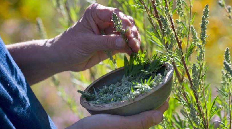 How Safe are Herbs to Use to Induce Abortion?